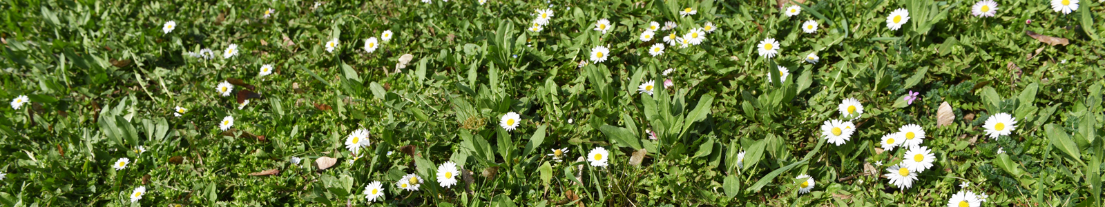 Gänseblümschen ©DLR